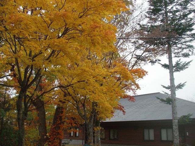 gt